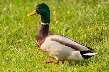 Naklejka na ściany i meble This mallard or wild duck (Anas platyrhynchosend), a drake, walks perky through the grass. It is spawning time and he is alert to the presence of a suitable partner.