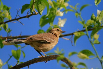 bird on a branch