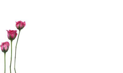 Pink three rose flowers with green buds  isolated in the side of poster wallpaper