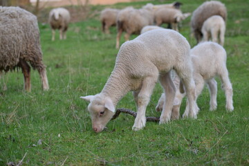 Obraz na płótnie Canvas young sheep in the countryside in the spring 