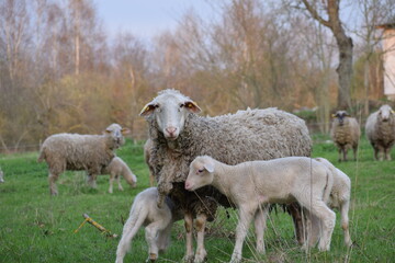 mother sheep and two young sheeps  in the countryside in the spring 