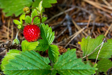 Red ripe wild strawberry on bush in the forest