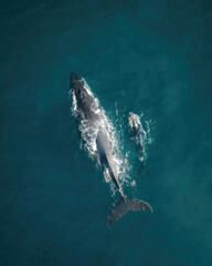 Humpback whale and calf aerial drone shot sleeping on the surface of the ocean in Australia, New...