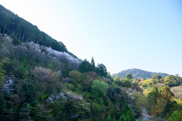 Fototapeta na wymiar 京都の大自然