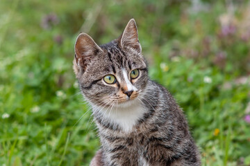 Beautiful tabby striped cat with green yellow eyes in garden.