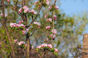 Apple tree with beautiful spring flowers on a natural background.