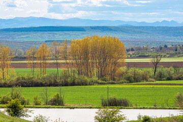 Cultivated fields in spring, a grove of poplar trees, in the foreground a small reservoir, Danube Plain, Bulgaria.