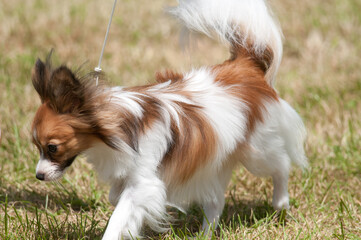 Little Papillon dog trotting in dog show ring 