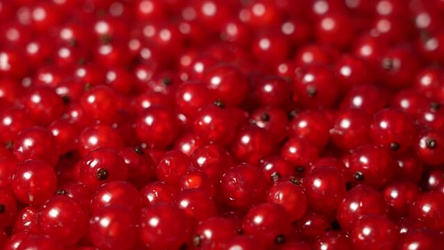 Close up view 4k stock video footage of fresh red currant berries isolated. Close-up top side view of many of fresh organic red currants spinning around slowly. Food video background