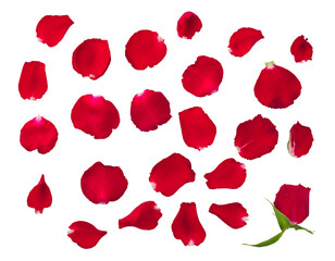 Red rose flower petals collection isolated on transparent white background