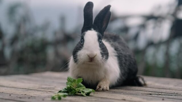 Rabbit chewing green leaves salad with its teeth and moving its nose, Feeding farm bunny on nature.
