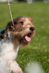 Otterhound close up with tongue out