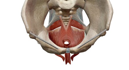 The pelvic floor muscles are located between the tailbone and th - obrazy, fototapety, plakaty