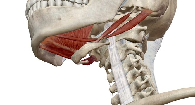 The lateral pterygoid muscle functions as the sole muscle of mastication to causes depression of the mandible.