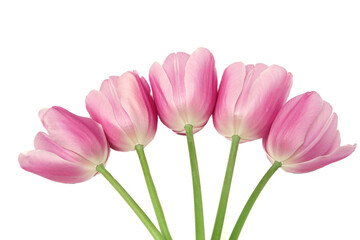 Spring flower pink tulips isolated on white background