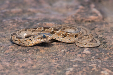 Rhombic night adder (Causus rhombeatus)	