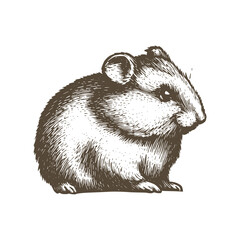 Vintage illustration of a hamster. an old-school drawing of a guinea pig. Aesthetic retro logo of a rodent isolated on white background. vector illustration