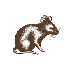 Vintage illustration of a rat. an old-school drawing of mice. Aesthetic retro logo of a rodent isolated on white background. vector logo.