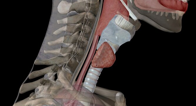 The thyroid gland is an endocrine structure located in the neck.