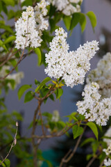 Lilac blooms in the garden, spring white, fragrant lilac flowers.