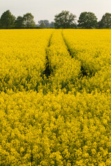 Blooming rapeseed in the field, yellow flowers to the horizon.