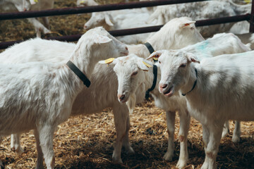 White Goats Standing at Farm in Wooden Shelter and looking at Camera. Chip in Ear. Cute and funny. Close-up.