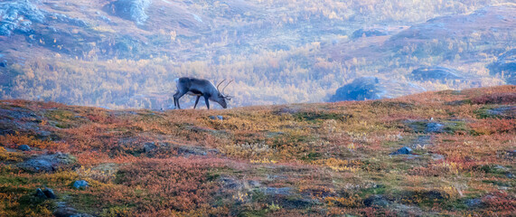 Autumn landscape in Abisko national park in north of Sweden.autumn,fall,