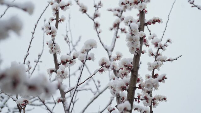 Cherry tree bloomed in winter in garden under last snow. Cold temperature, frost. Abnormal temperature. Consequences of climate change. High quality 4k footage
