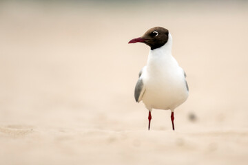Black-headed Gull on the beach