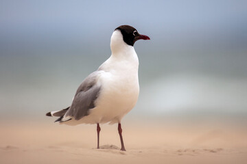 Black-headed Gull on the beach