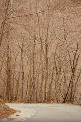 Road with asphalt road on an autumn day in the Montseny mountain. Road with tree leaves on the ground.