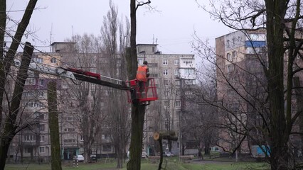 A man worker in an aerial platform cradle cuts down trees with a chainsaw at a height among high-rise buildings. Tree rejuvenation. landscaping. High quality 4k footage
