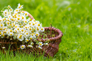 Basket with chamomile flowers on grass