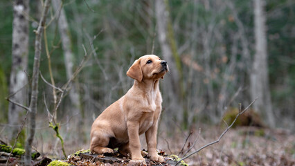 Purebred labrador puppy sitting on a tree stump in a forest