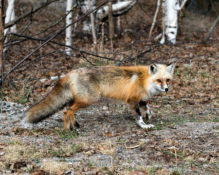 Red Fox Photo Stock. Fox Image. Side view in the springtime displaying fox tail, fur, in its environment and habitat with a blur birch trees background and brown leaves and foliage on ground. Picture.