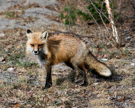 Red Fox Photo Stock. Fox Image. Springtime with blur background displaying fox tail, fur, in its environment and habitat. Picture. Portrait. Photo