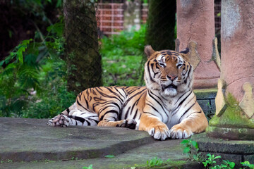 Male adult Bengal tiger resting in a park