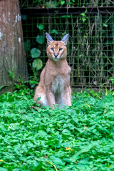 Caracal (Felis caracal)  is a medium-sized wild cat native to Africa, the Middle East, Central Asia