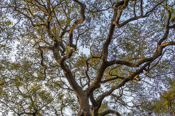 The branches of an old southern oak tree against the sky.