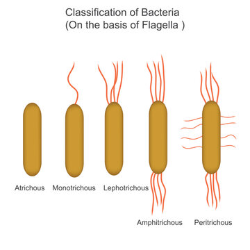 classification of bacteria on the basis of Flagella,atrichous, monotrichous, lophotrichous, amphitrichous, peritrichous, biology concept