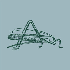 Green grasshopper in vintage style. Jumping insect, grig. Drawn by hand. Vector illustration. Design element, icon
