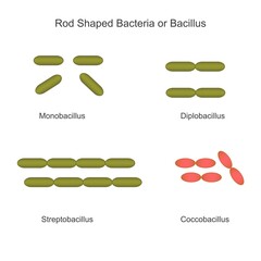 Classification of bacteria on the basis of external morphology, rod shaped bacteria or bacillus, monobacillus, diplobacillus,streptobacillus, coccobacillus, biology concept - obrazy, fototapety, plakaty