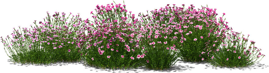 pentecost carnation clove plant group hq arch viz cutout - obrazy, fototapety, plakaty