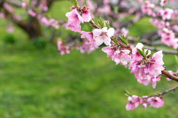 230420瓜巣桃の花Z028
