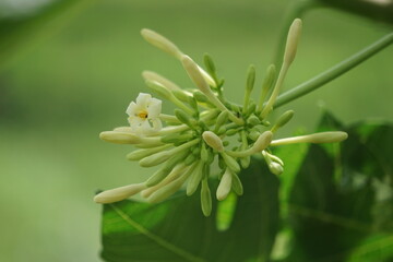 Pepaya (Also callede carica papaya, battek, papaw) flower. Indonesian usually use it as food. The taste is a little bitter