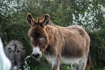 Fotobehang donkey in the field © LDC