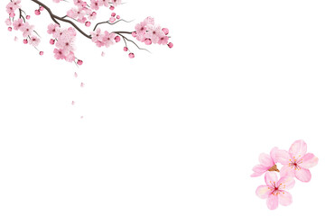 Obraz na płótnie Canvas Decoration light pink cherry blossom flowers frame with white background