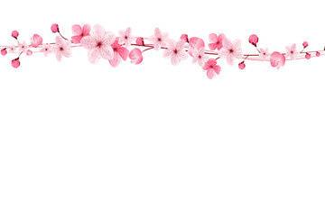 Fototapeta na wymiar Decoration light pink cherry blossom flowers frame with white background