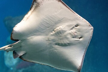 Fototapeta premium Close up shot of the bottom of a stingray swimming in the ocean