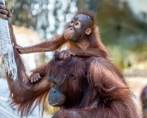 Close up of a mother Orangutan carrying her baby on her back © Drew39/Wirestock Creators